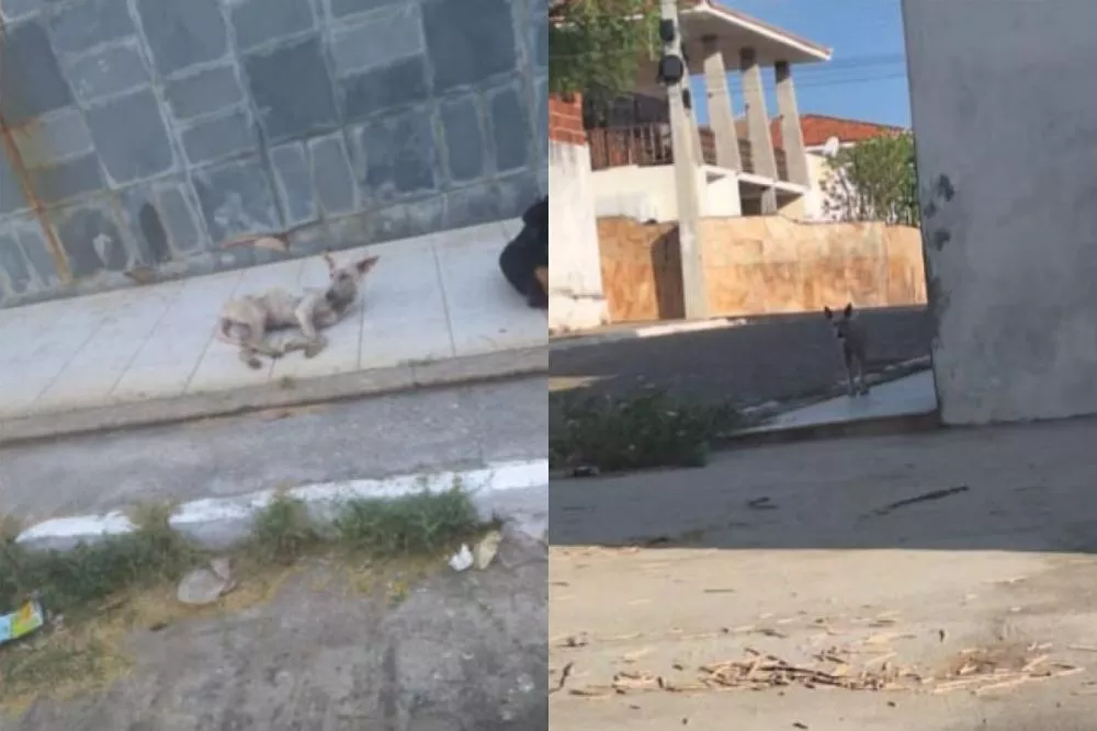 Moradora relata demora e dificuldades no atendimento do Canil Municipal em Patos; secretária afirma que atendimento segue critérios e limitações operacionais