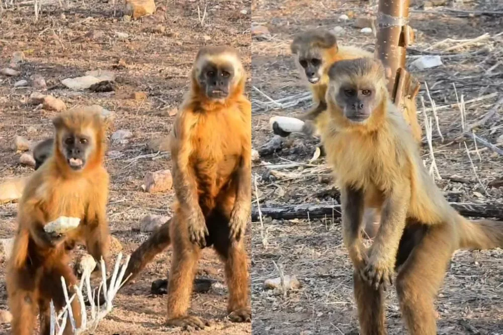 Foto: reprodução/@caatinga_pb