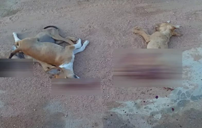 Jovem é investigado por atropelar e matar três cães na zona rural de Cachoeira dos Índios