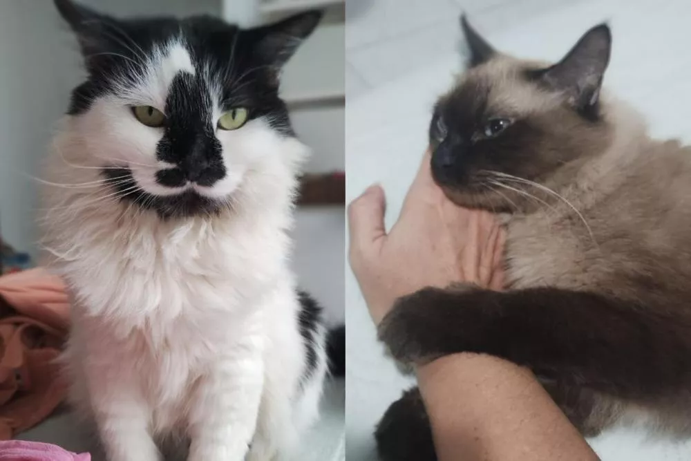 Duas gatinhas desaparecem durante mudança no bairro Novo Horizonte, em Patos, e tutora busca informações