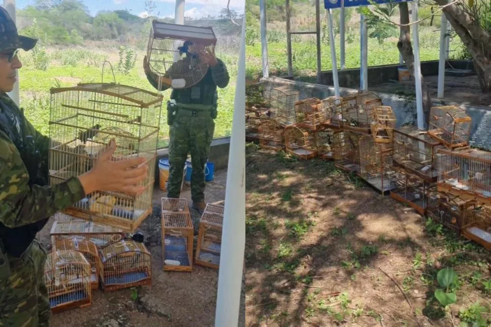 Operação “Asas da Liberdade” apreende 22 aves silvestres mantidas em cativeiro, em Pombal