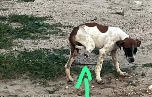 Internauta pede ajuda para resgate de filhote ferido e com pata decepada nas imediações da UFCG, em Patos