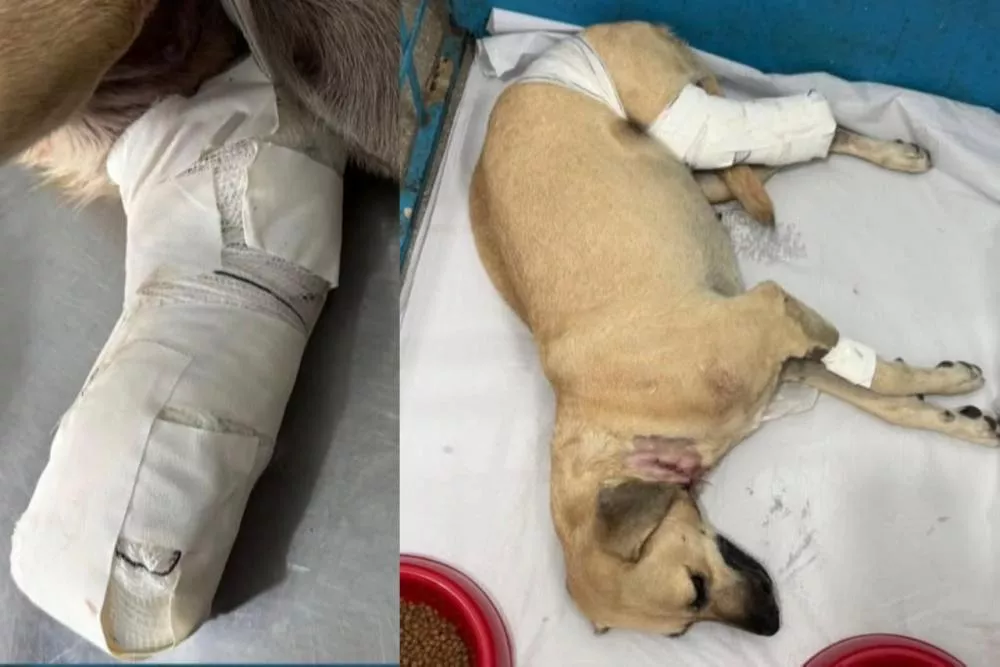 Homem é preso após atacar e mutilar cadela com golpes de foice no bairro Jatobá, em Patos