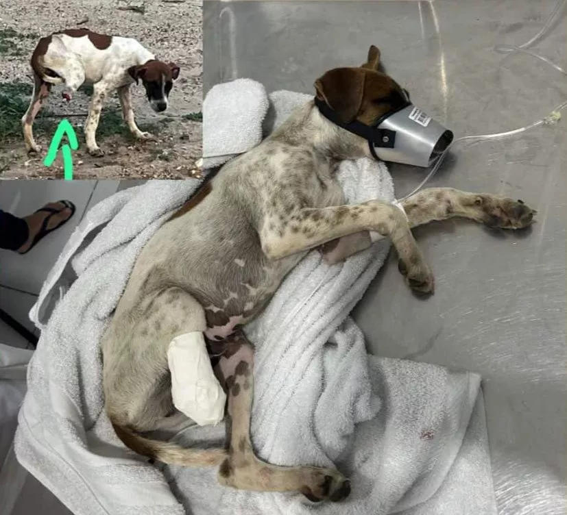 Filhote ferido é resgatado após mobilização de estudantes, e campanha solidária é criada para custear o tratamento