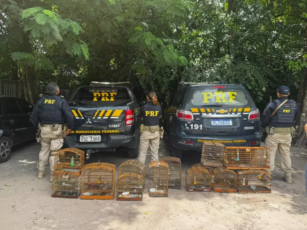 Operação Rotas da Fauna: PRF resgata 245 animais silvestres na Paraíba