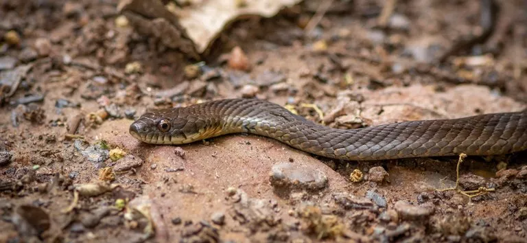 Criança de 6 anos morre após picada de cobra em Salgadinho, na região de Patos