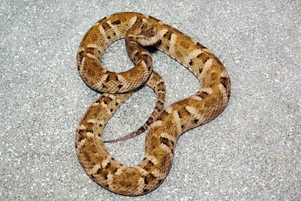 Imagem: Portalcorreio