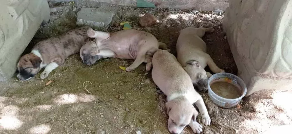 Jovem segue em busca de adoção para filhotes de cachorro recém-nascidos na Praça do Coração do Jatobá, em Patos