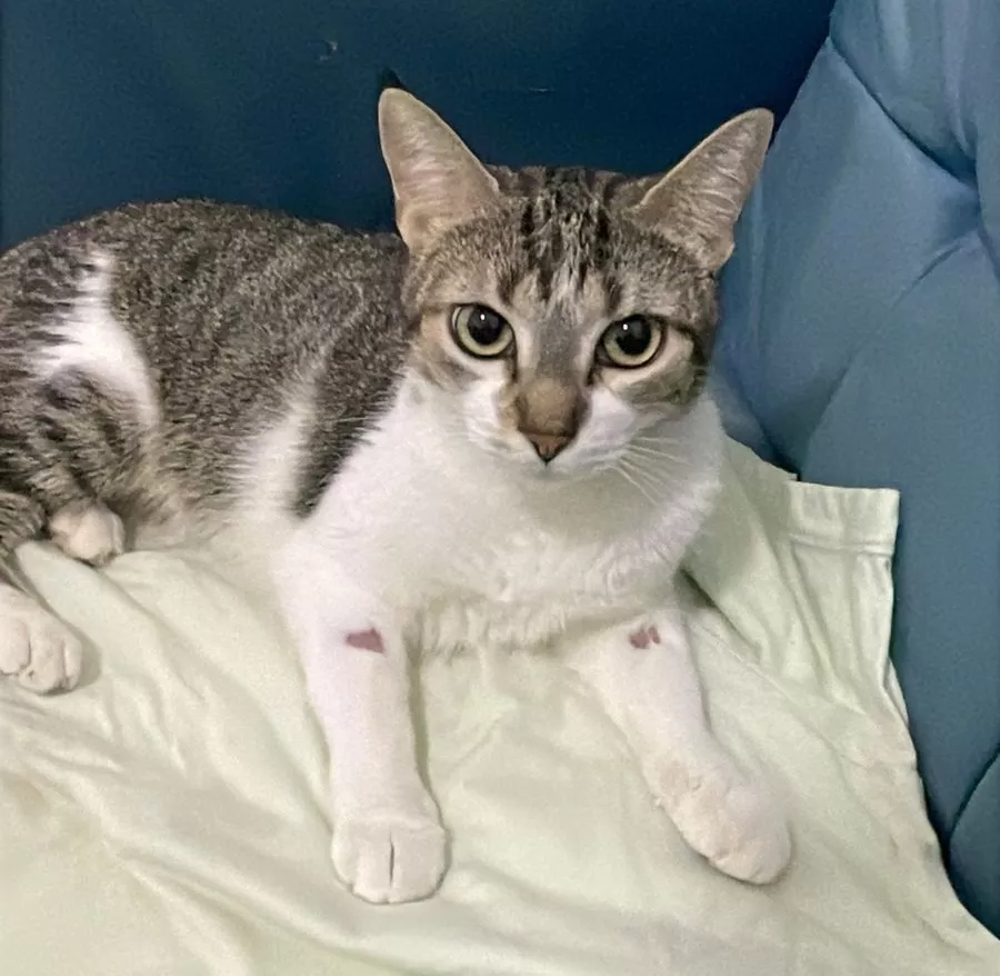 Tutora faz apelo por doador de sangue para gata com leucemia em Patos