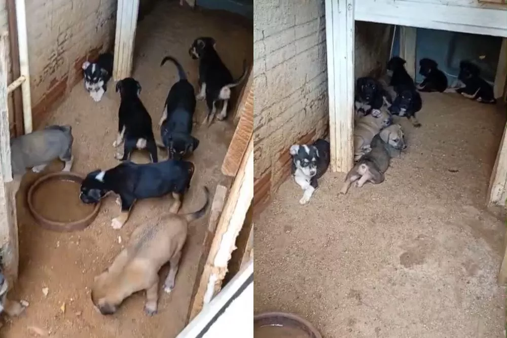 Apelo por ajuda: mulher pede resgate e adoção de 11 filhotes de cachorro no bairro Salgadinho, em Patos