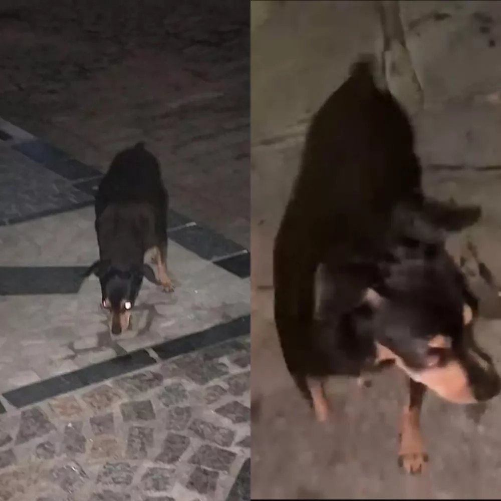 Família busca por pinscher desaparecido no bairro Santa Clara, em Patos