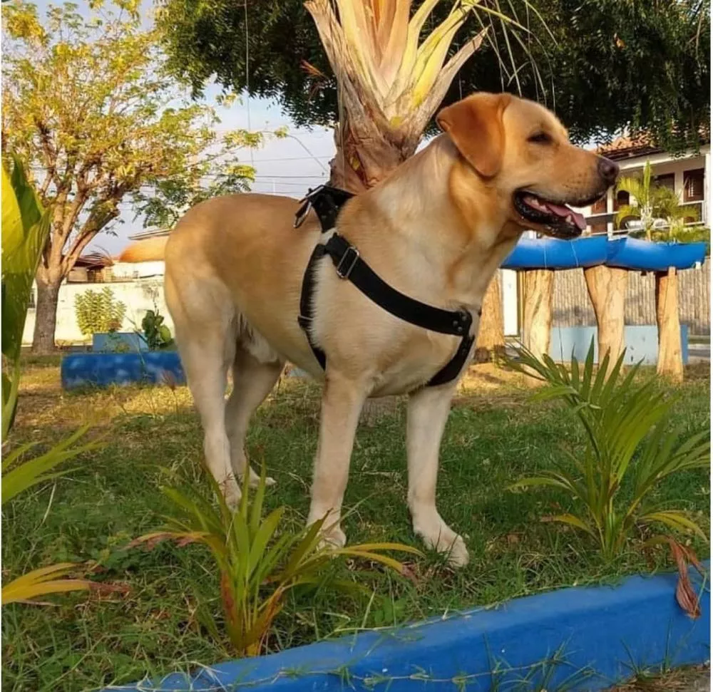 Procon/Patos divulga pesquisa de preços de serviços de Petshop; variação chega a 300% em hidratação