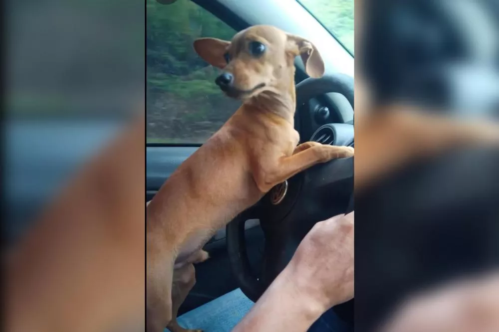 Família procura pinscher desaparecido após sair de casa na Zona Sul de Patos