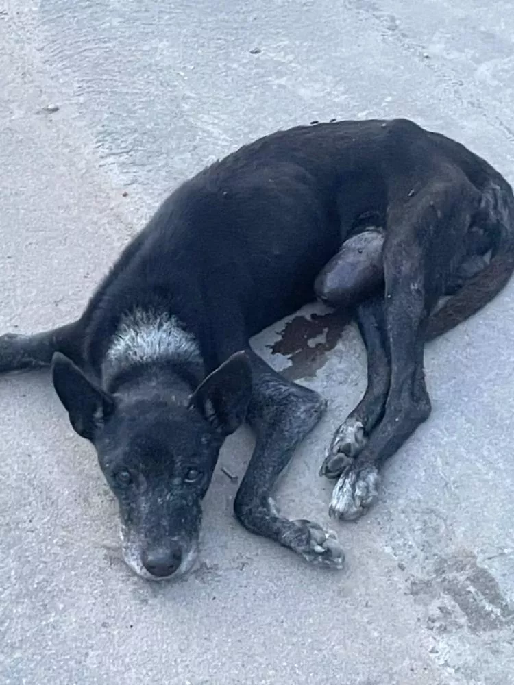 Moradora pede ajuda para cachorro debilitado encontrado no Jardim Magnólia, em Patos