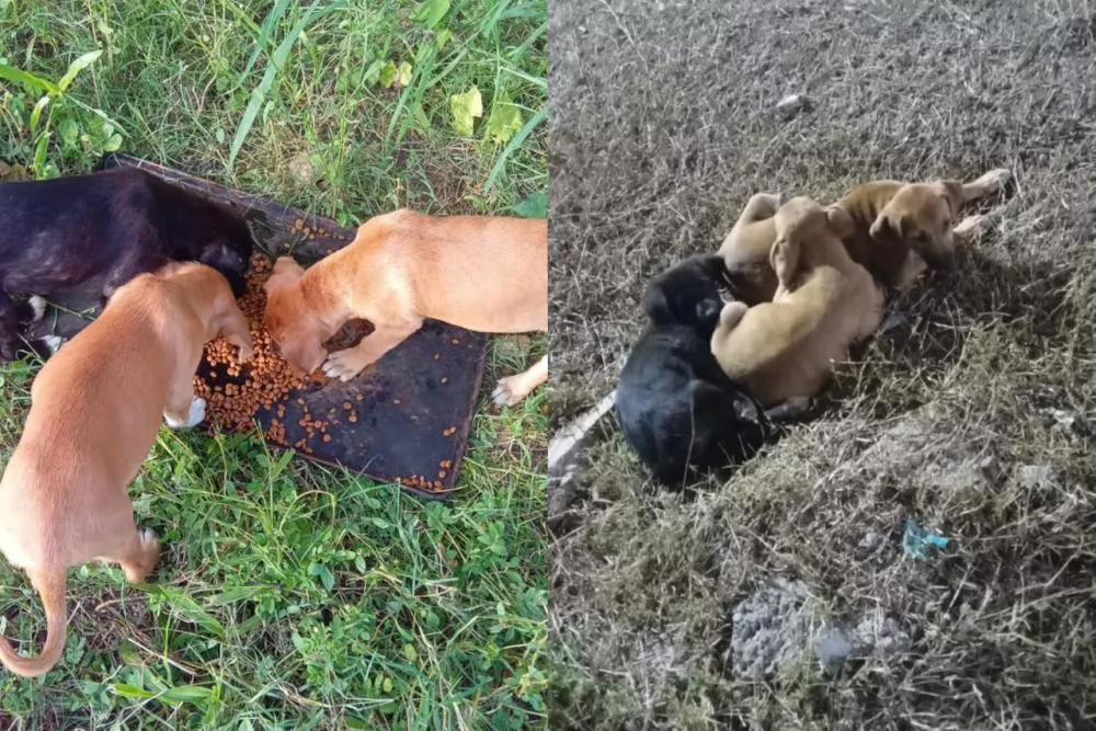 Cuidadora busca adoção responsável para filhotes abandonados em posto às margens da BR-230, em Patos