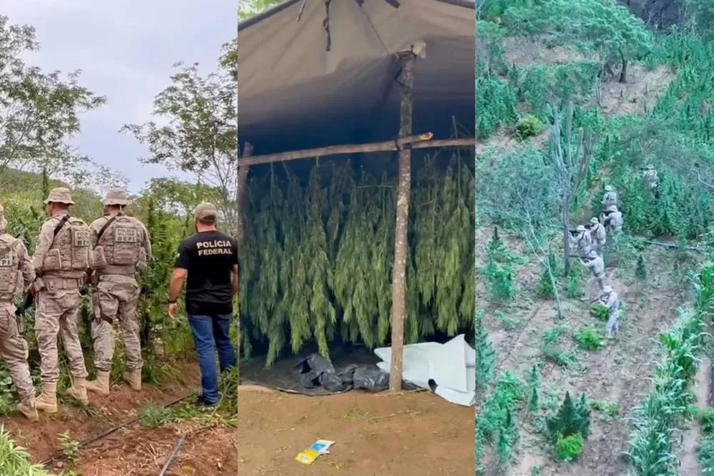 Polícia Federal erradica plantação com cerca de 18 mil pés de maconha durante operação no Cariri paraibano; homem é preso em flagrante