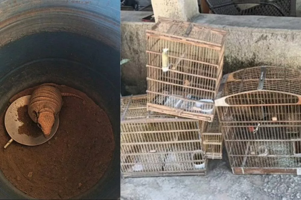 Polícia Ambiental apreende aves silvestres e tatu-peba durante operação no Sertão da Paraíba