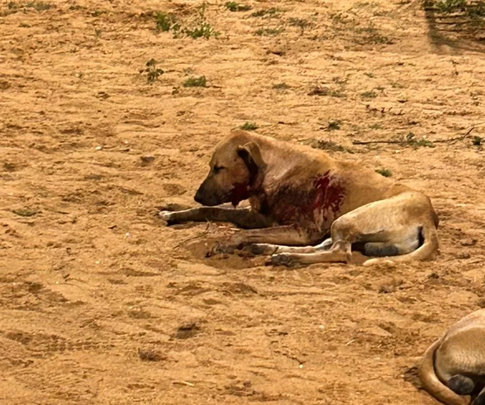 Moradores pedem ajuda para cachorro ferido no bairro Luar de Angelita, em Patos