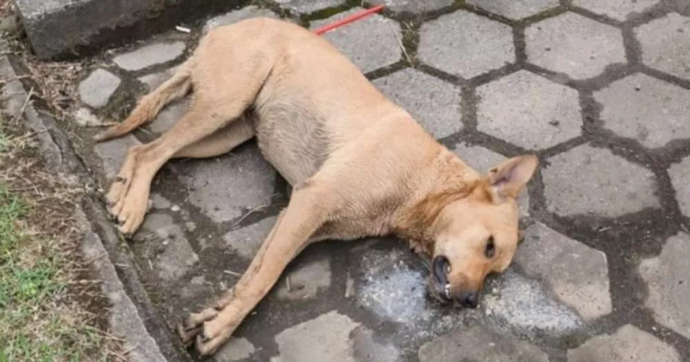 Secretaria de Proteção Animal acompanha investigação após série de envenenamentos de animais em Teixeira
