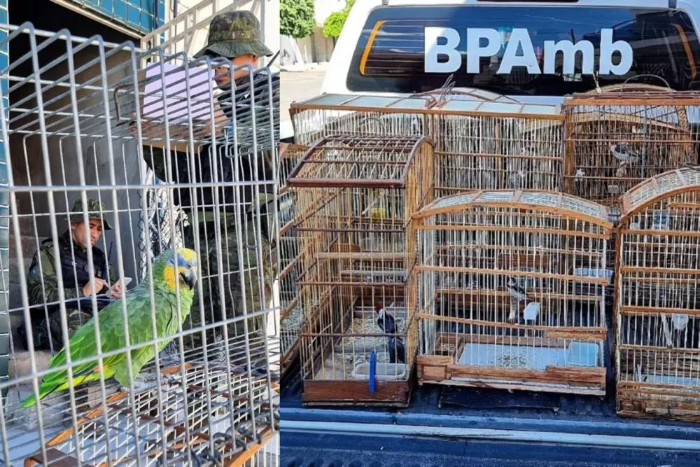 BPMA realiza ação de fiscalização ambiental e resgata aves silvestres em Sousa; Homem é multado em mais de R$ 11 mil