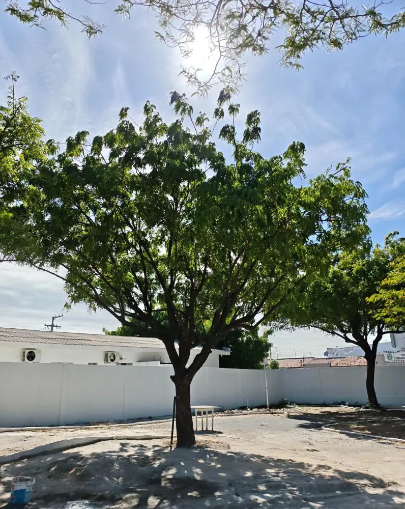 SEMADS amplia ações de arborização e conscientização ambiental durante a Semana do Meio Ambiente em Patos