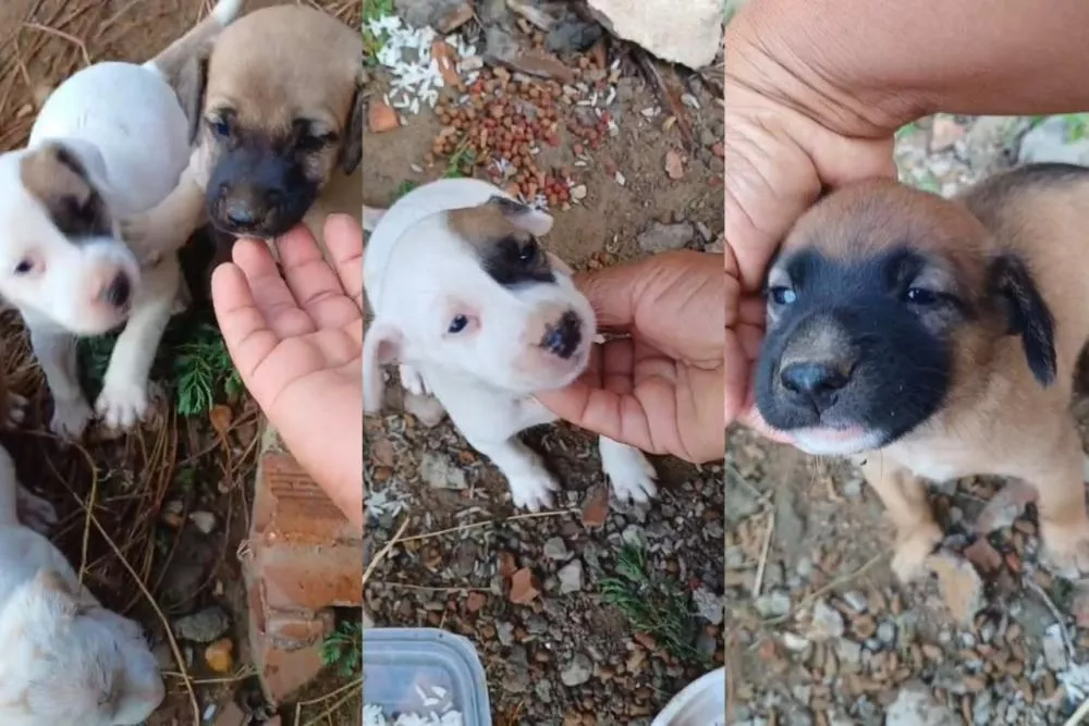 Cuidadora busca adoção responsável para seis filhotes de cachorro, em Patos