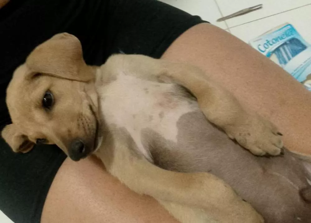Internauta busca novo lar para filhote de cachorro resgatado na Alça Sudeste, em Patos