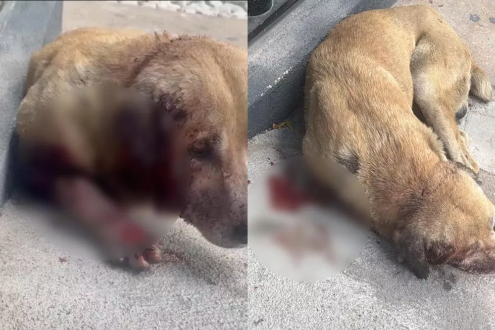 Cão ferido é visto sangrando nas proximidades da antiga rodoviária de Patos e mobiliza pedido de ajuda