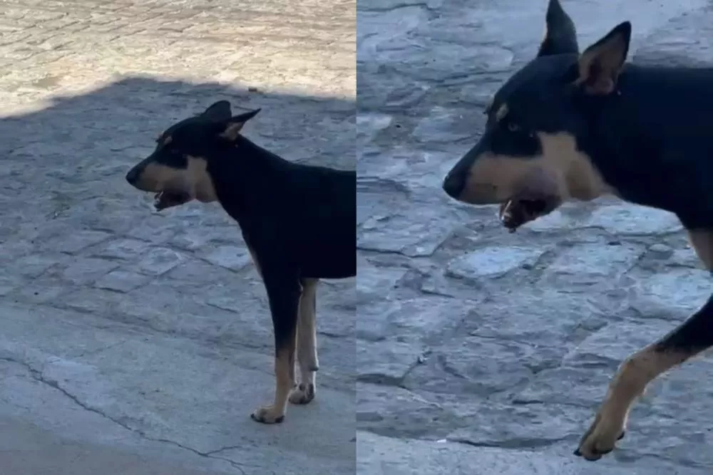 Morador busca resgate para cachorro de rua com ferimento grave na boca no bairro Mutirão, em Patos