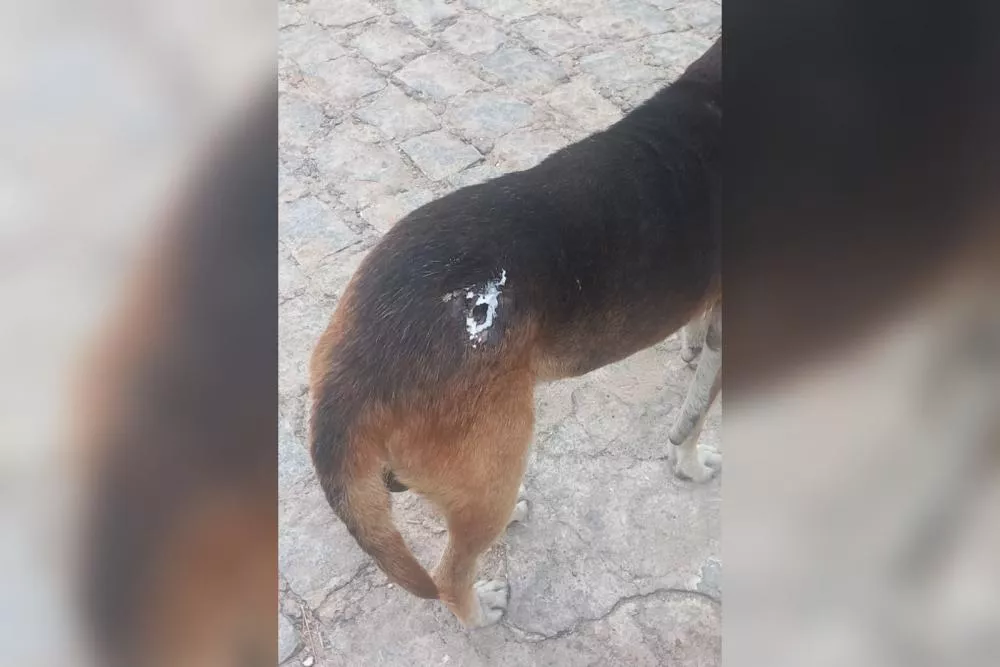 Moradoras pedem resgate urgente de cachorro ferido no bairro Bivar Olinto, em Patos