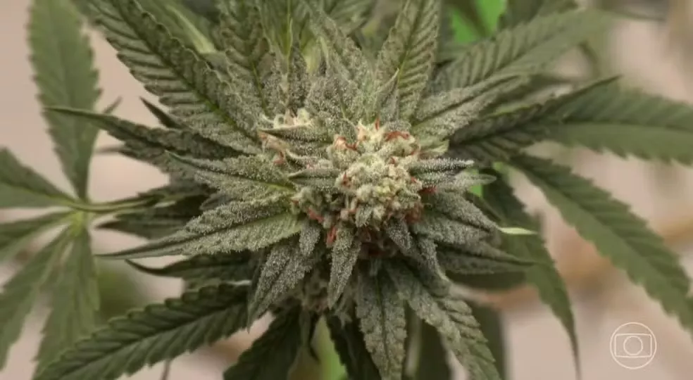 Justiça amplia autorização para uso medicinal da flor de cannabis a pacientes da Abrace, na Paraíba