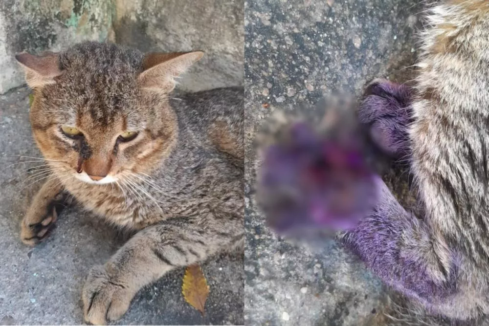 Moradora faz apelo por resgate de gato de rua ferido no bairro Santo Antônio, em Patos