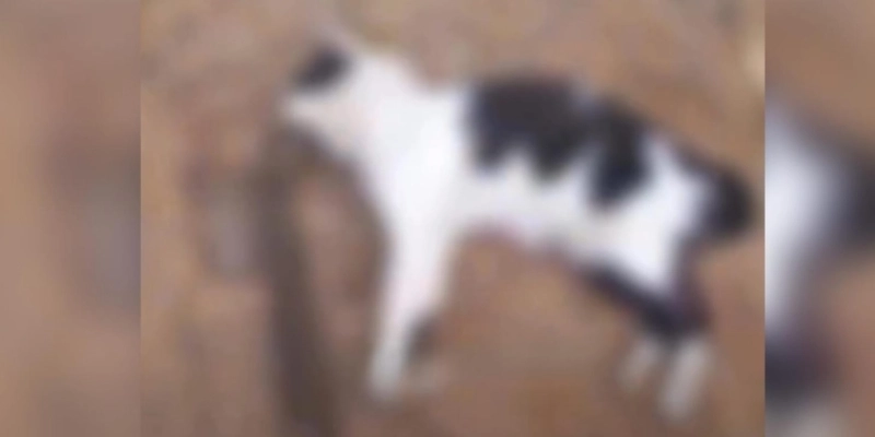 Homem é preso em Piancó por suspeita de agiotagem, violência doméstica e maus-tratos a animal