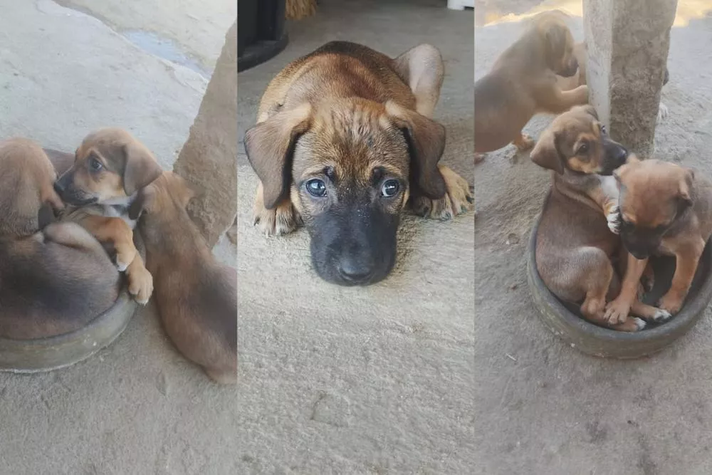 Protetora procura adotantes para 10 filhotes resgatados em Patos