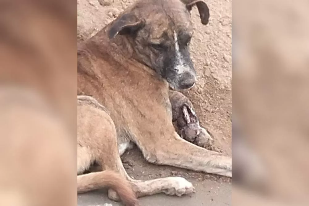 Cuidadora voluntária pede ajuda para cachorro ferido no Bairro dos Estados, em Patos