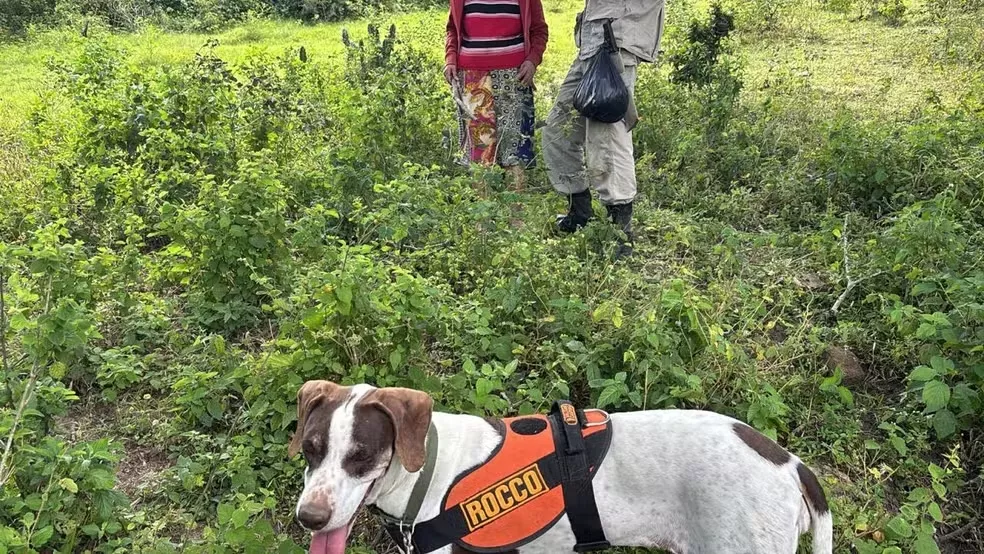 Cadela do Corpo de Bombeiros encontra idosa desaparecida em mata no Agreste da Paraíba