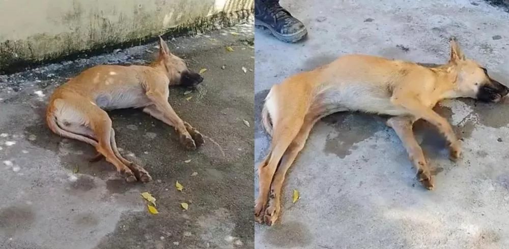 Teixeira terá mais uma manifestação por respostas a casos de envenenamento de animais