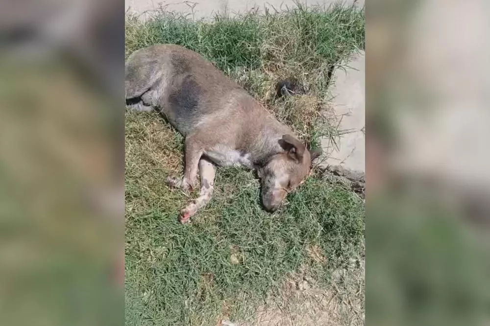 Morador relata supostos casos de envenenamento de cães no bairro Jardim Queiroz, em Patos
