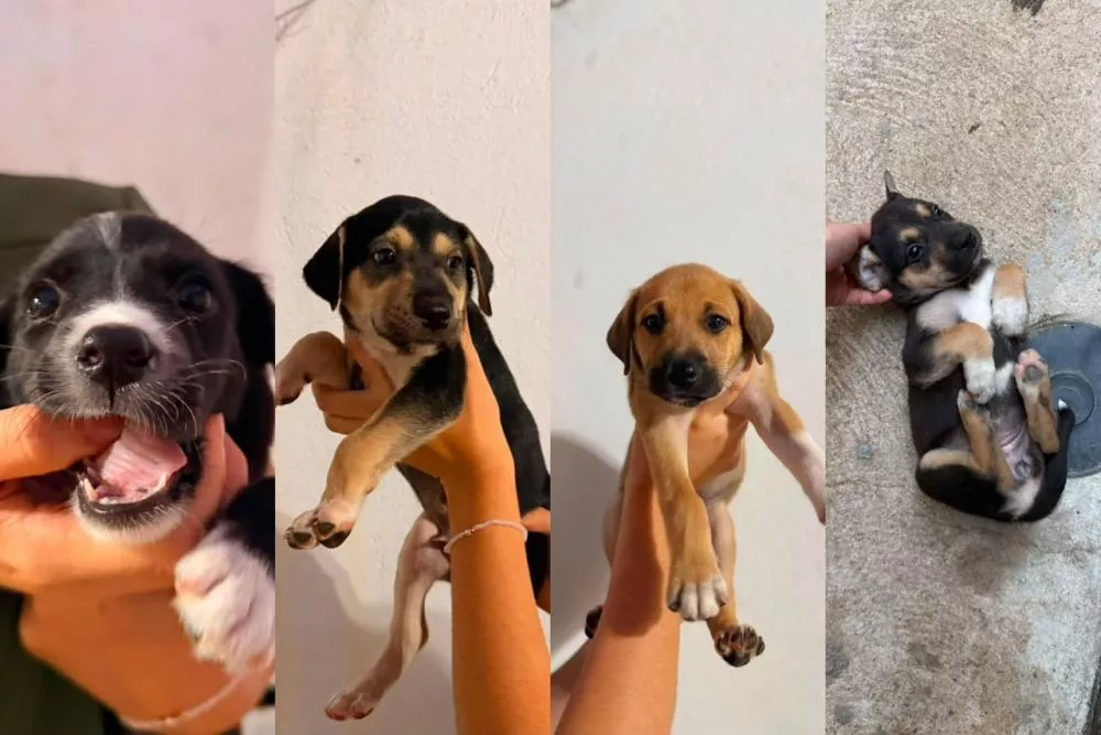 Quatro filhotes procuram adoção responsável em Patos; responsáveis garantem castração gratuita
