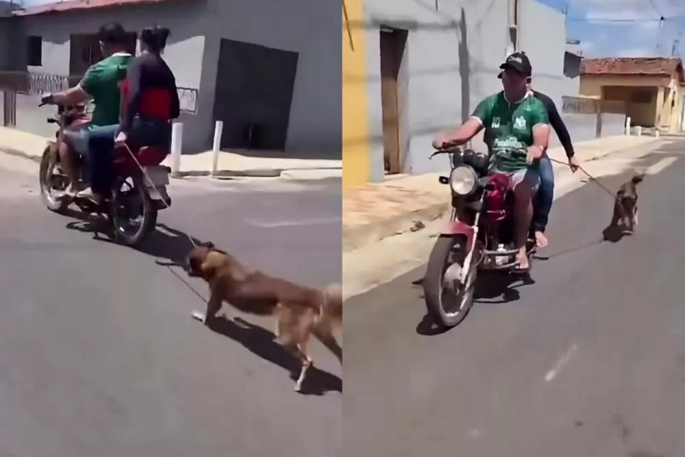 Polícia Civil investiga denúncia de maus-tratos contra cachorro em Paulista, no Sertão da Paraíba