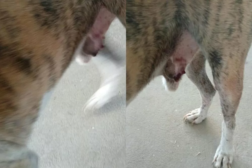 Morador volta a pedir ajuda para resgate de cachorro ferido nas proximidades do Guedes Shopping, em Patos