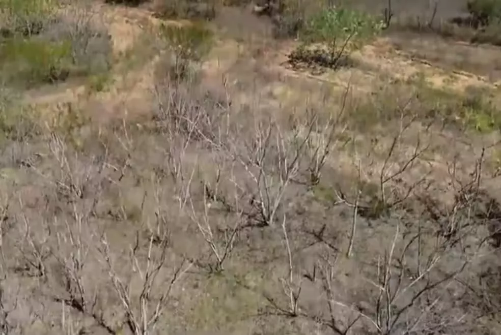 Pesquisadores e agricultores desenvolvem soluções para reduzir impactos da desertificação no semiárido da Paraíba