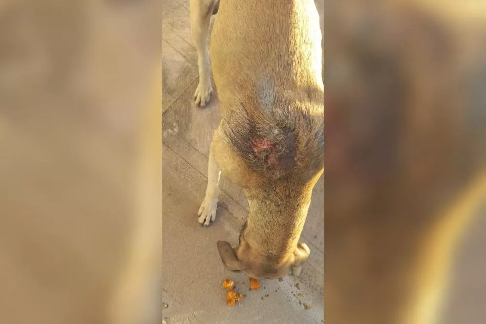 Moradora pede ajuda para cachorro com ferimento profundo exposto no Jardim Magnólia, em Patos
