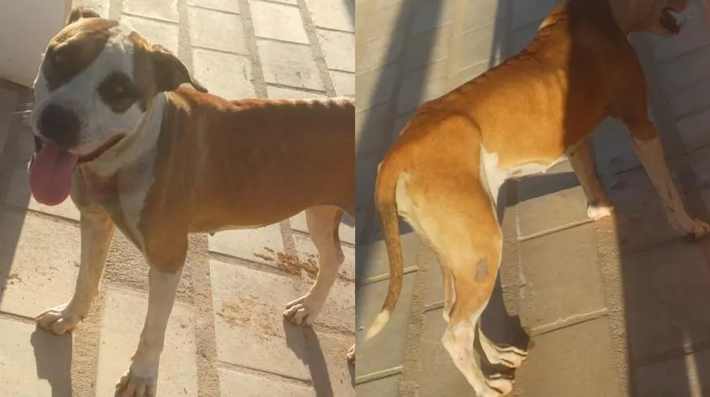 Cadela em situação de abandono é encontrada no Luar de Angelita, em Patos
