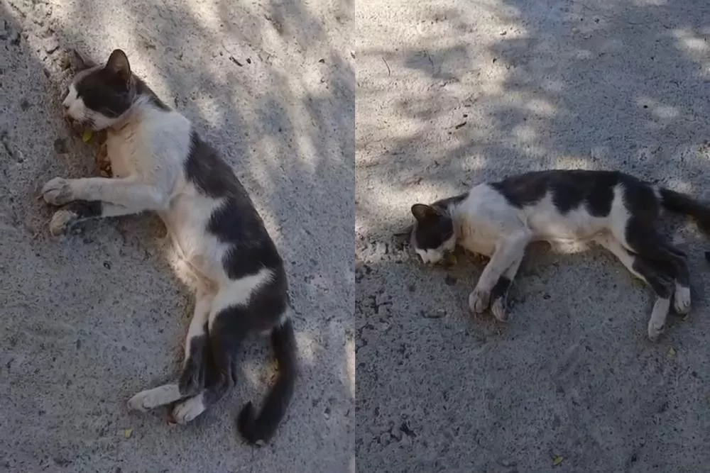 Moradora pede ajuda urgente para resgate de gato debilitado no bairro Salgadinho, em Patos