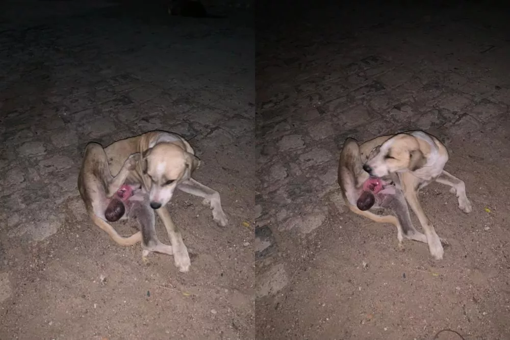 Moradora pede resgate urgente de cachorro em situação de sofrimento no bairro Belo Horizonte, em Patos