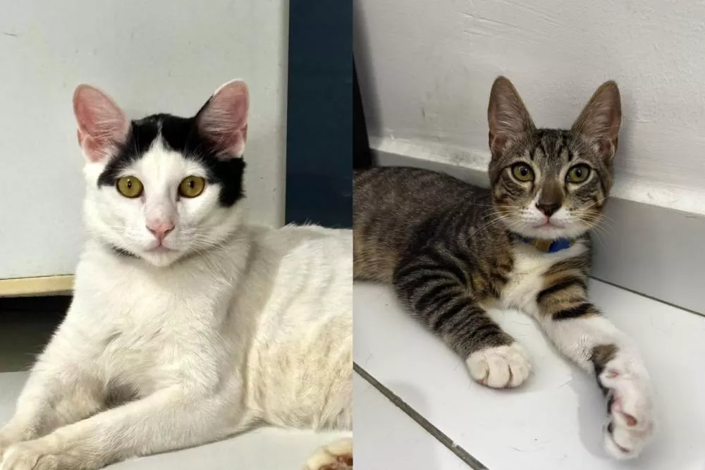 Moradora de Patos procura novos lares e adoção responsável para dois gatos de estimação após descobrir alergia