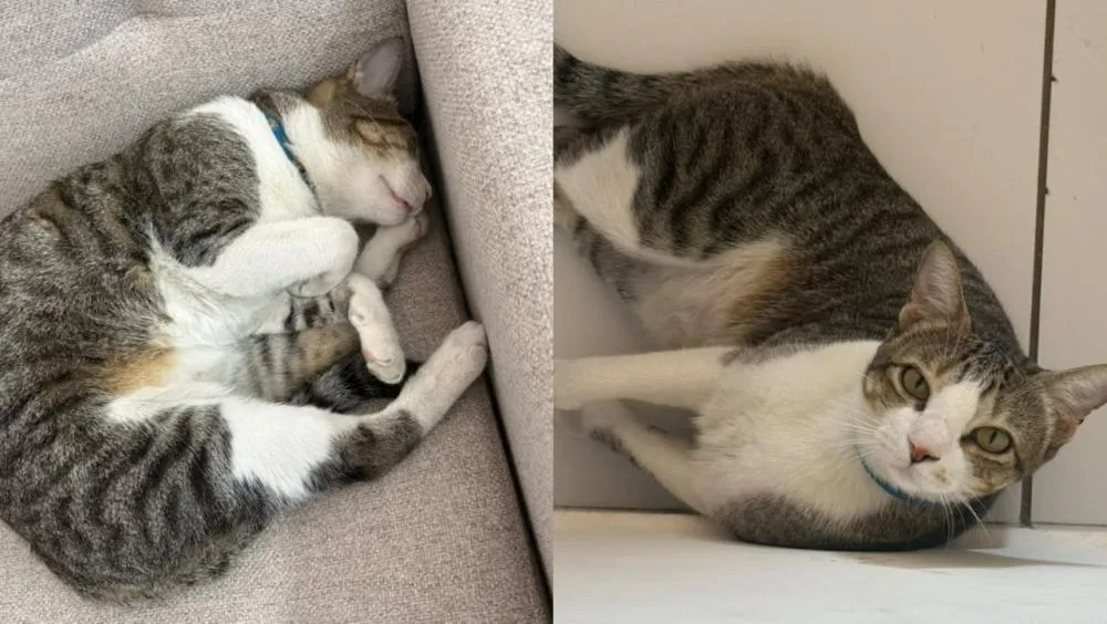 Família procura gato desaparecido nas proximidades do CEPA, no Centro de Patos, e oferece recompensa