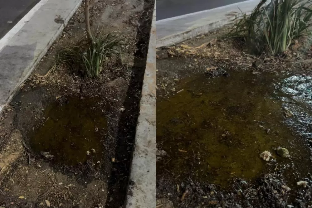 Secretaria de Meio Ambiente de Patos autua empreendimento por descarte irregular de óleo em canteiros centrais