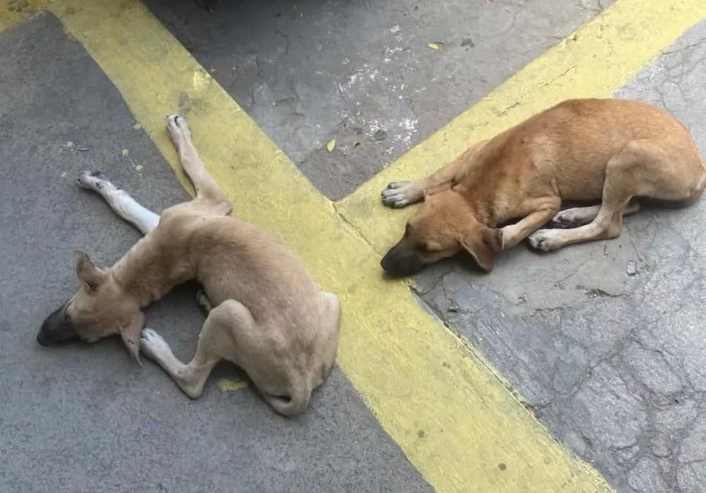 Internauta pede ajuda para filhotes de cachorro com infestação de carrapatos na Rua Peregrino de Carvalho, em Patos